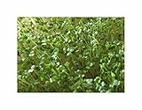10 g Microgreens (Bio) Brokkoli Garten Pflanzen - Samen F-S680 - Seeds & Plants Shop by Ipsa