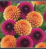 Dahlien Knollen Winterharte MehrjäHrig, Gartenzwiebeln, Dahlia Pompon, Winterhartes Pflanzen, Romantische Dahlie, Dahlien Knollen Groß, Winterhart zwiebeln-10 Zwiebeln-C