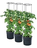 PAFEN 3X Tomatenpflanze Pflanzkübel - 295 x 1152 mm - Tomato Grower Pflanzen Tomate Garten Terrasse