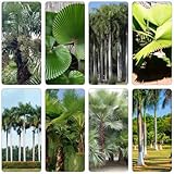 palmensamen dachbegrünung gartenpflanze kräuterpflanzen bonsaibaum immergrüne balkongewächshäuser dekopflanze baumsamen palmen grünpflanzen indoor garden hochbeett blumengarten extrem 300samen