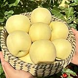 200 pcs apfel samen zum pflanzen, seltene pflanzen, geschenke für den garten säulenapfelbaum - Malus pumila - exotische früchte, hochbeet balkon exotische pflanzen samen, kübelpflanzen