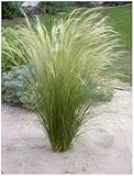 1 x Stipa tenuissima 'Pony Tails' im 1 Liter Topf (Ziergras/Gräser/Winterhart/Mehrjährig/Staude/Stauden) Federgras - Leichtigkeit und Eleganz in jedem Garten - von Stauden Gänge