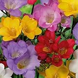 Bloomique – 50er-Mix – Freesien-Mix – Farbmischung – Blumenzwiebeln – mehrjährig – Sommerblüher – wird 30–45 cm groß