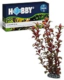 HOBBY Aquaristik Ludwigia I 34 cm I künstliche Aquarienpflanze I pflegeleichte Aquarium Deko I naturgetreue Dekoration für Süßwasseraquarien I Wasserpflanze aus Kunststoff