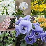 200 pcs Stiefmütterchen Samen - Viola tricolor Wildblumenwiese, Saatgut Geschenk Stiefmütterchen Pflanzen Samen, Blumen Deko, Winterharte Pflanzen Für Garten Wildblumensamen Bienenwiese