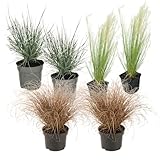 Plant in a Box - Ziergräser Paket - 6er Set - Stipa, Festuca und Carex Gräser - Topf 10,5cm - Höhe 15-25cm