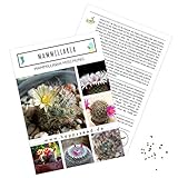Außergewöhnliche Kakteen Samen mit hoher Keimrate - Sukkulenten Samen Set für deinen eigenen wunderschön blühenden Kaktus (1x Mammillaria)