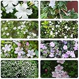 SerissaSamen wildblumen balkonblumen kräutersamen bodendecker winterhart mehrjährig bonsai topf sommerblumen wildkräuter extrem winterharte kübelpflanzen dachbegrünung balkonpflanzen 100samen