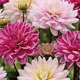 Bloomique - 3er-Mix - Dahlien - Rosa-Mix - Blumenzwiebeln - Staude - Sommerblüher und Herbstblüher - Wird bis zu 90-100 cm groß