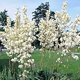 100 pcs yucca palme winterhart samen, yucca palmlilie, blumengarten, bodendecker samen bäume kaufen, hochbeet samen winterhart, garten geschenke baumsamen, pflanzensamen geschenk