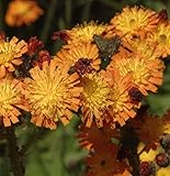 Orangerotes Habichtskraut - Hieracium aurantiacum - Gartenpflanze