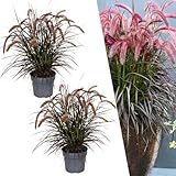 Plants by Frank | Lampenputzergras rot XL Pflanzen | 2 x Pennisetum Tiny Tails Ø 19 cm ↨ 50 cm | Ziergras winterhart mehrjährig | Stauden Winterhart | Gartenpflanzen | Blühende Gräser