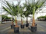 gruenwaren jakubik Trachycarpus fortunei 130-150 cm Palme Hanfpalme, winterhart bis -18°C