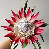 königsprotea, winterharte blumenwiese mehrjährig, herbst deko winterharte garten kräuterpflanzen bodendecker 20samen