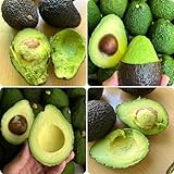 avocado samen - hängepflanzen winterhart mehrjährig pflanzensamen topfpflanzen obstpflanzen balkon pflanzen zimmerpflanzen samen obstbäume indoor garten - Seltene Pflanzen - exotische 10pcs
