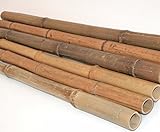 10 Stück Bambusrohre 300cm hitzebehandelt mit 2 bis 3,5cm Durchmesser - Gedämpfte Bambusstangen 3m lang