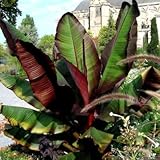 Winterharte Rote Bananenpflanze Musa Basjoo, 1 Pflanze, 40 cm Wuchshöhe, Outdoor-Pflanze, Violette Färbung