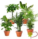 5er-Pflanzen-Set “Tierfreund”, +/- 30-60cm, ø 12-15cm Topf, Bergpalme, Glückskastanie, Bananenpflanze, Korbmarante, Goldfruchtpalme, Ungiftig & Tierfreundlich, Qualität vom Pflanzen Profi