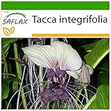 SAFLAX - Weiße Fledermausblume - 10 Samen - Mit keimfreiem Anzuchtsubstrat - Tacca integrifolia