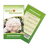 Winterblumenkohl Walcheren Samen - Brassica oleracea botrytis - Winterblumenkohlsamen - Gemüsesamen - Saatgut für 80 Pflanzen