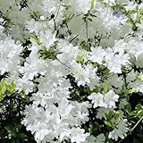 rhododendron samen - azalee - kräuterpflanzen, schnell wachsende sträucher azalee pflanze samen winterharte pflanzen für garten, blumendeko wildblumensamen, sträucher winterhart 125pcs