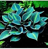 Hosta-Blumenzwiebel, jetzt pflanzen, zu allen Jahreszeiten eingetopft, kleine und zarte Blumen, magische dekorative Pflanze, Pflanzen für Heimdekoration – 3 Zwiebeln: Nur Samen