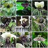 Schwarze Fledermausblume Samen, alte sorten saatgut Tacca chantrieri, exotische samen bonsai samen pflanzen für draußen winterhart blumenwiese samen mehrjährig winterhart gartendeko 50pcs