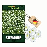 Sternmoos Mastkraut Plattenmoos Samen - Sagina subulata - Sternmoossamen - Saatgut für 400 Pflanzen