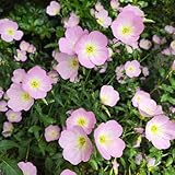 nachtkerze kaufen - gartenpflanzen winterhart mehrjährig stauden für pralle sonne frühlingsblumen deko wohnzimmer 100samen