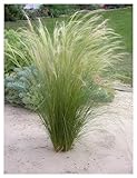 3 x Stipa tenuissima 'Pony Tails' 1 Liter Topf (Ziergras/Gräser/Stauden/winterhart) Federgras/Engelshaargras - Absoluter Hingucker in ihrem Garten - Sehr Pflegeleicht und trockenresistent