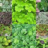 400 pcs Glücksklee Samen Bio pflanzen garten luftreinigende zimmerpflanzen Kleeblatt Samen plant zimmerbonsai bonsai bäume exotische pflanzen gartenpflanzen hochbeete für garten geschenk