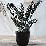 Immergrüne Zamioculcas Schwarze Glücksfeder | Zimmerpflanzen | 30-40cm getopft