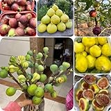 400 pcs Ficus carica - balkon pflanze, exotische pflanzen Feigenbaum Samen obstbaum ausgefallene geschenke seltene pflanzen obst frisch gartenarbeit geschenke für gartenliebhaber exotische