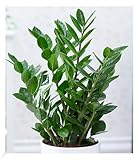BALDUR Garten Zamioculcas, 1 Pflanze, Glücksfeder, Zamie, Zamia Farn, Zamia Palme, pflegeleichte Zimmerpflanze Zimmerpflanze, Grünpflanze, mehrjährig - frostfrei halten, Zamioculcas zamiifolia