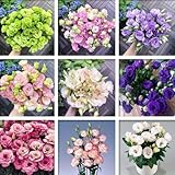 Inklusive Dünger – 515 Eustoma Samen Winterhart, Eustoma Dornenlose Rose Samen, Lisianthus Samen für Innen- & Außenanbau, Perfekt für Sträuße, Dekoration & Garten (dornenlose rose eustoma)