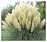 3 x Cortaderia selloana ‚White' 1 Liter (Ziergras/Gräser/Stauden) Amerikanisches Pampasgras - In Weiß - Sehr Winterhart und ein absoluter Hingucker