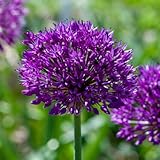 5 Zwiebeln der Allium ‘Purple sensation’ | Zierlauch | 12/+ cm Umfang | Premium-Qualität von Top-Züchtern aus den Niederlanden | Exklusive Auswahl und strenge Qualitätskontrolle | Blühgarantie.