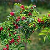 szechuanpfeffer bio samen freiland frisches Gemüsegarten gemüsebeet szechuan pfeffer- gemüsesaatgut pflanzensamen gemüsepflanzen jungpflanzen alte gemüsesorten samen 100pcs