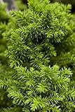 Cryptomeria japonica 'Vilmoriniana' 20–25 cm – Winterhart, Immergrün, Pflegeleicht – Japanische Sicheltanne – Ziergehölz für Steingarten & Kübel