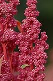 50+ Cherry Vanilla Quinoa Chenopodium | Highly Nutritious Vegetable Seeds : Seeds Only