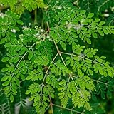 5 pcs Moringa Samen Bio, kräutergarten küche zimmerpflanze Baum Samen, Moringa oleifera herbal gartenarbeit exotische baumsamen, garten geschenke für frauen alte gemüsesorten samen