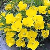 Nachtkerzen Samen (Oenothera biennis) - 10000 frische Bio-Samen - Duftende Abendblüher für Bienen & Nachtfalter - Winterharte Heilpflanze bis -25°C - Ideal für Naturgärten(100.00+) (Gelb)