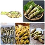 300 Pcs Wasabi Samen Bio, Eutrema Wasabi, Geschenke Für Gartenfreunde Kräuter Samen, Gartendeko Für Draußen, Echter Wasabi Samen, Balkon Pflanze, Bio Saatgut, Seltene Pflanzen