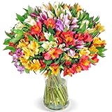 Blumenstrauß mit 33 Bunten Inkalilien (Alstroemeria) als Ideales Blumengeschenk, 200 Farbenfrohe Blüten, Qualität vom Floristen, 7-Tage-Frischegarantie, schneller Blumenversand