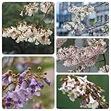 400 pcs Paulownia Baum Samen, bonsaibaum, pflanzen züchten Kiribaum Samen Winterhart - flowers, pflanzen gartenpflanzen winterhart mehrjährig, pflanzensamen pflanzen anzucht, exotische