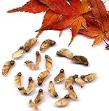 Blutfächer-Ahorn (Acer palmatum-atropurpureum) 25 Samen -Winterhart- *Bonsai geeignet*