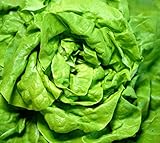 Salat für das ganze Jahr - Kopfsalat All Year Round Butterhead - Salate - 500 Samen