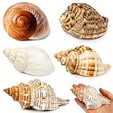 SKOOLOVE 5 Extra Große Muscheln Einsiedlerkrebse Gehäuse, Natürliche Muschel größe 7,6–11,9 cm, Öffnungsgröße 4,1–6,9 cm, Maritime Deko Muscheln, Große Muschel