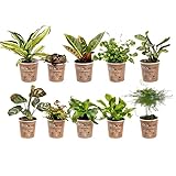 Ecoworld Mini Zimmerpflanzen & Farne Mix - 10 Stück Verschiedene Arten - Pflanze Ø6 cm Höhe 8-15 cm - Aus eigener Gärtnerei
