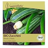 Samenliebe BIO Zucchini Samen alte Sorte Striato D'Italia aromatisch milde italienische Zucchini gestreift 10 Samen samenfestes Gemüse Saatgut für Gewächshaus Freiland und Balkon BIO Gemüsesamen